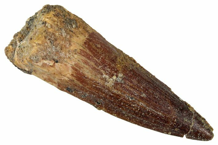 Fossil Spinosaurus Tooth - Real Dinosaur Tooth #354800